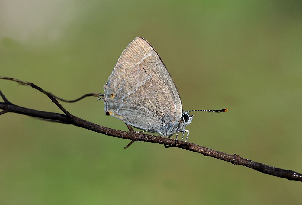 Favonius quercus?